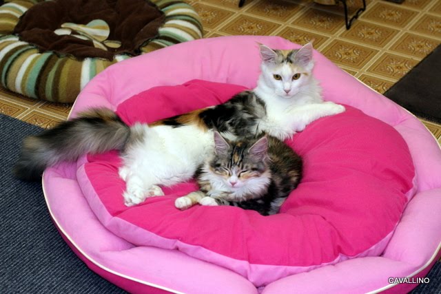 Cavallino 猫 ねこ ネコ 猫団子の季節 一緒にいれば暖かい
