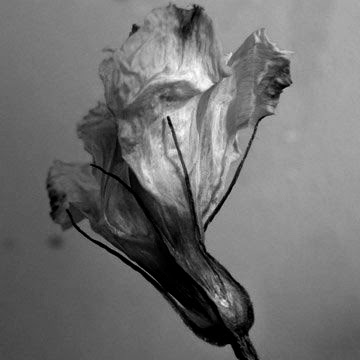 Domesticated: Dead Flowers, Decay and Beauty