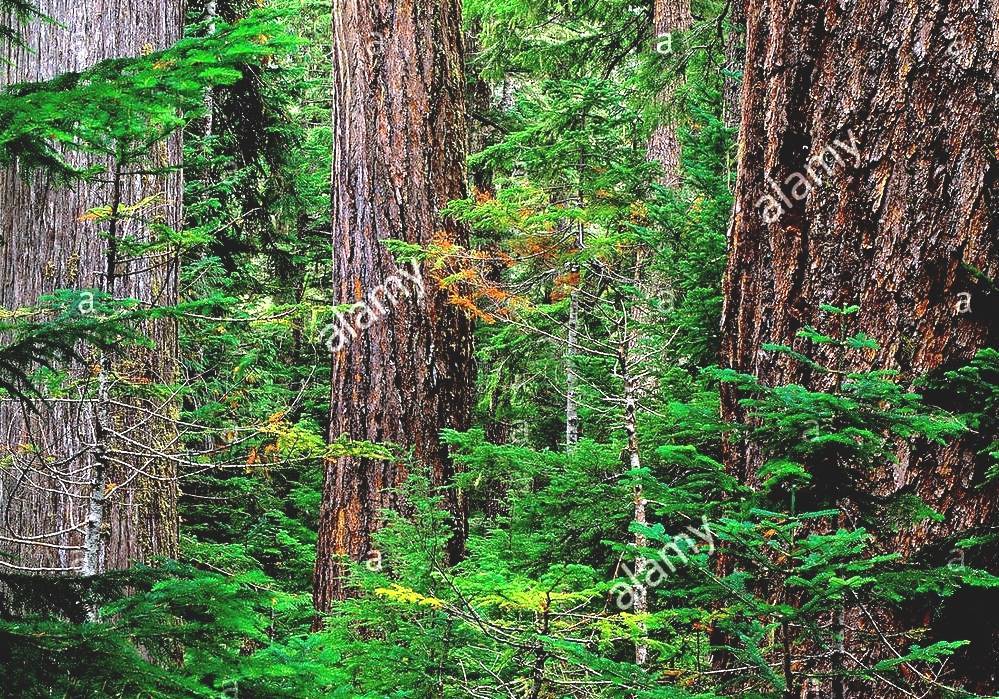 Douglas Fir - Douglas Fir Forest
Douglas Fir Forest