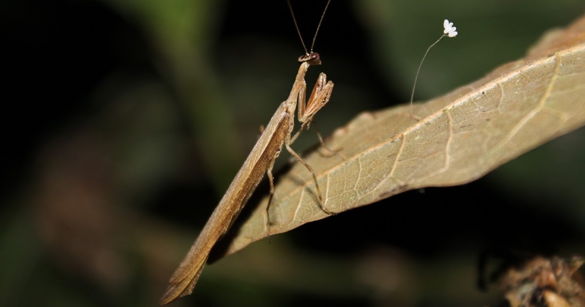 Entomologia y Aracnologia IDENTIFICACIÓN ANATÓMICA DEL TÓRAX Y APÉNDICES DE LOS