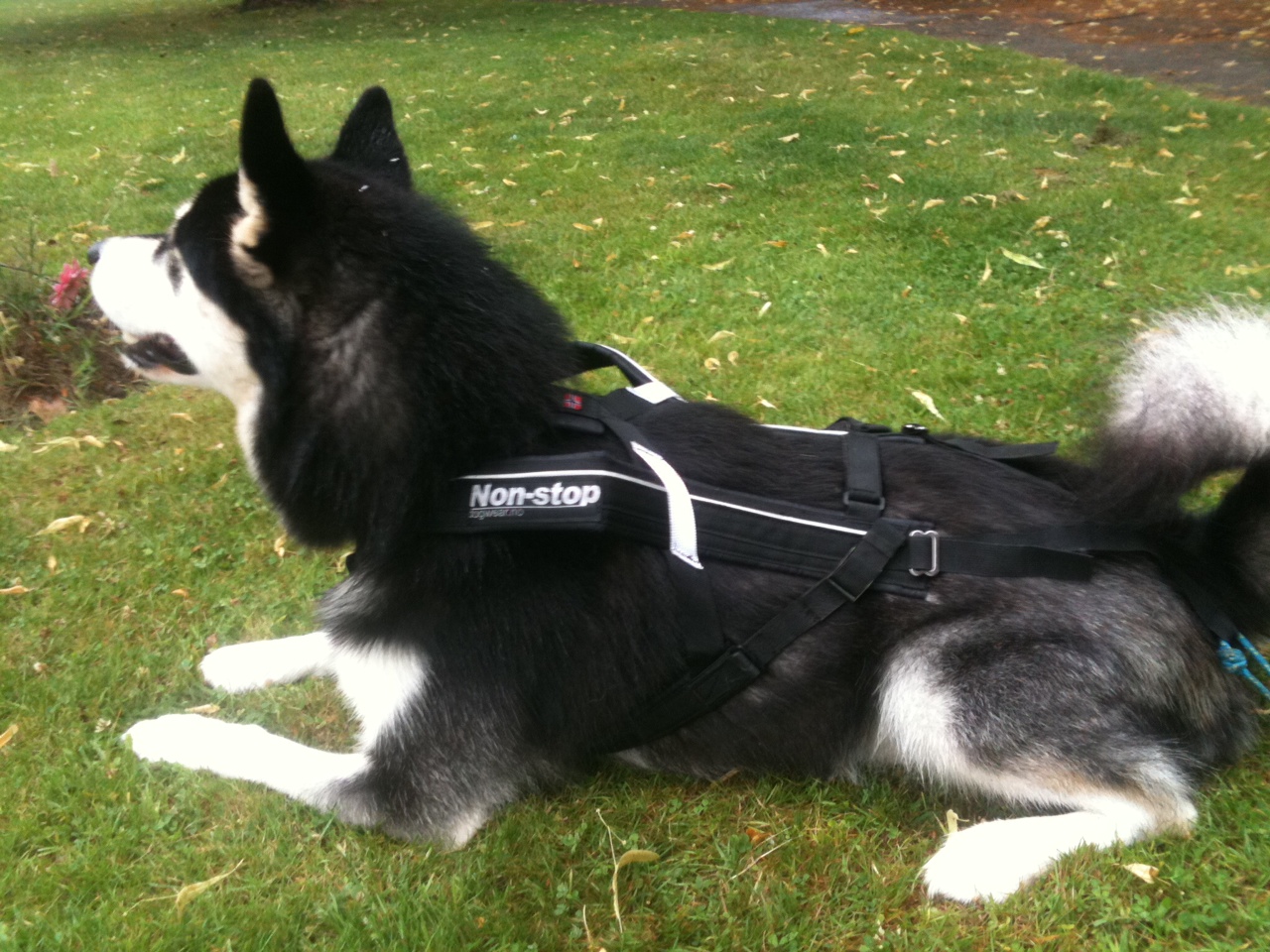 NonStop Free Motion harness, review
