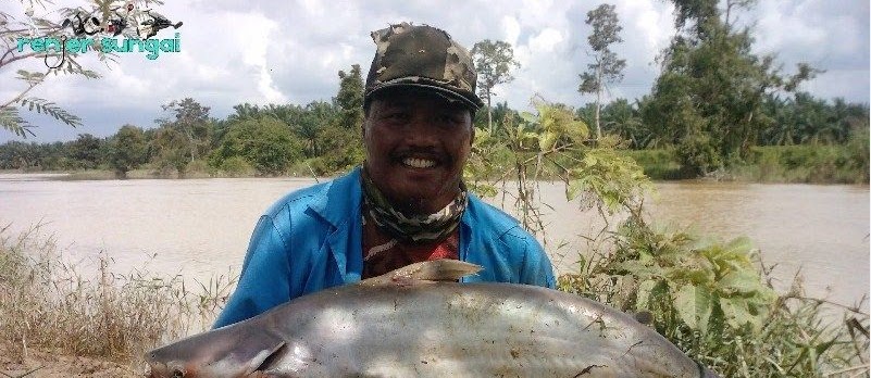 Mancing Ikan Patin Liar Di Sungai? Pakai Umpan Alami Kesukaannya Ini