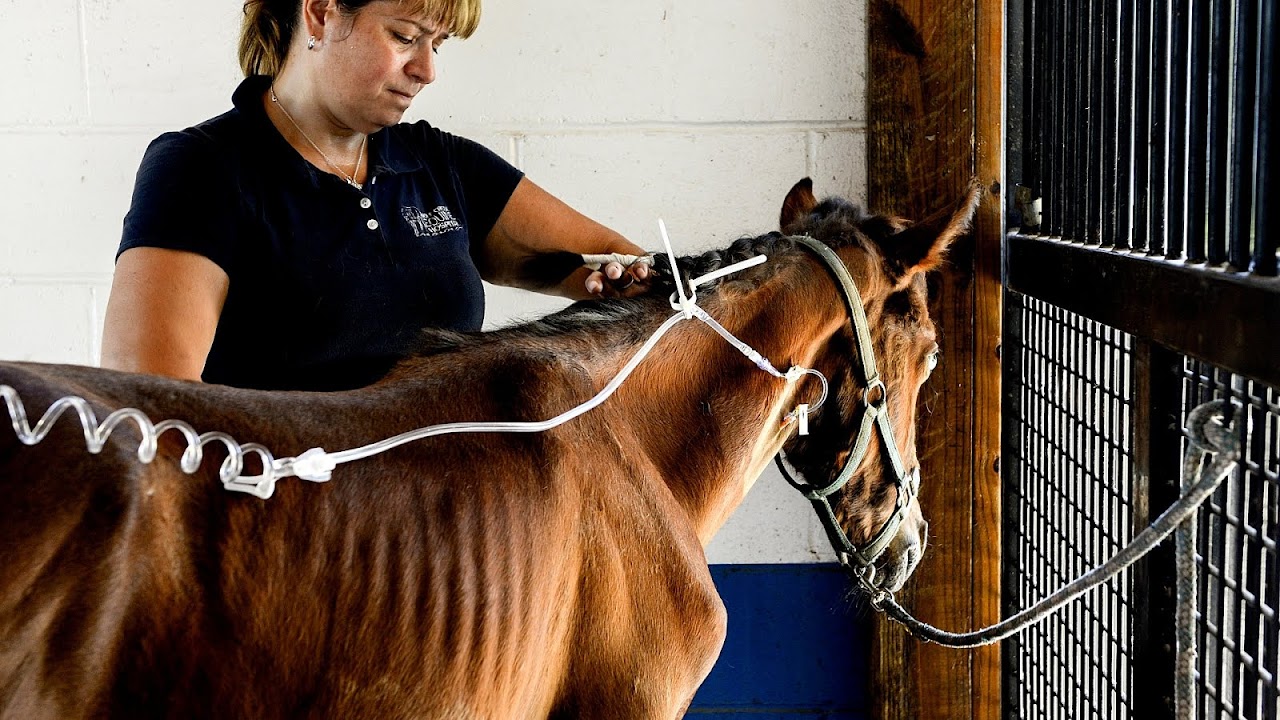 Kidney Disease In Horses Horse Choices