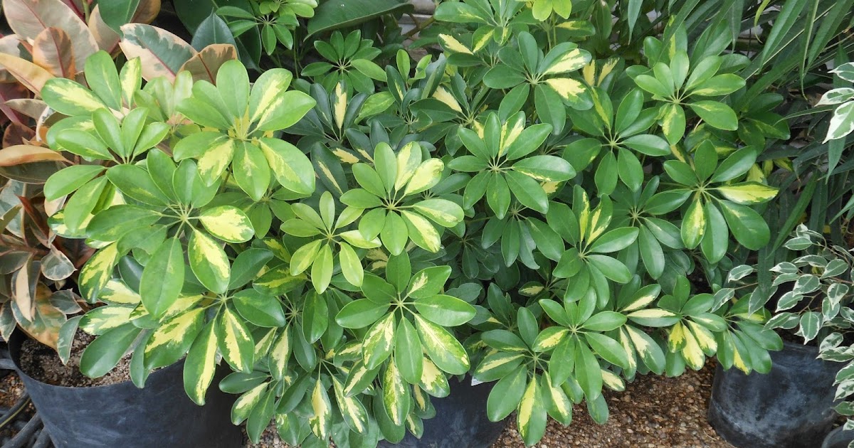 Looking For Variegated Plants?