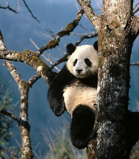 Giant panda