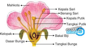Gambar struktur jaringan pada organ daun dan bunga