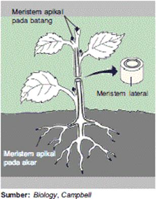 It S My Blog Jaringan Pada Tumbuhan