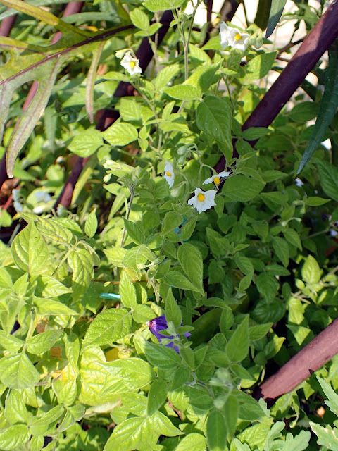 Pepino Lloron (Solanum caripense)