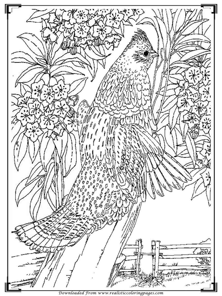 Yellowhammer Bird Coloring Page 288 SVG Cut File Yellowhammer Bird Coloring Page 288 SVG Cut File