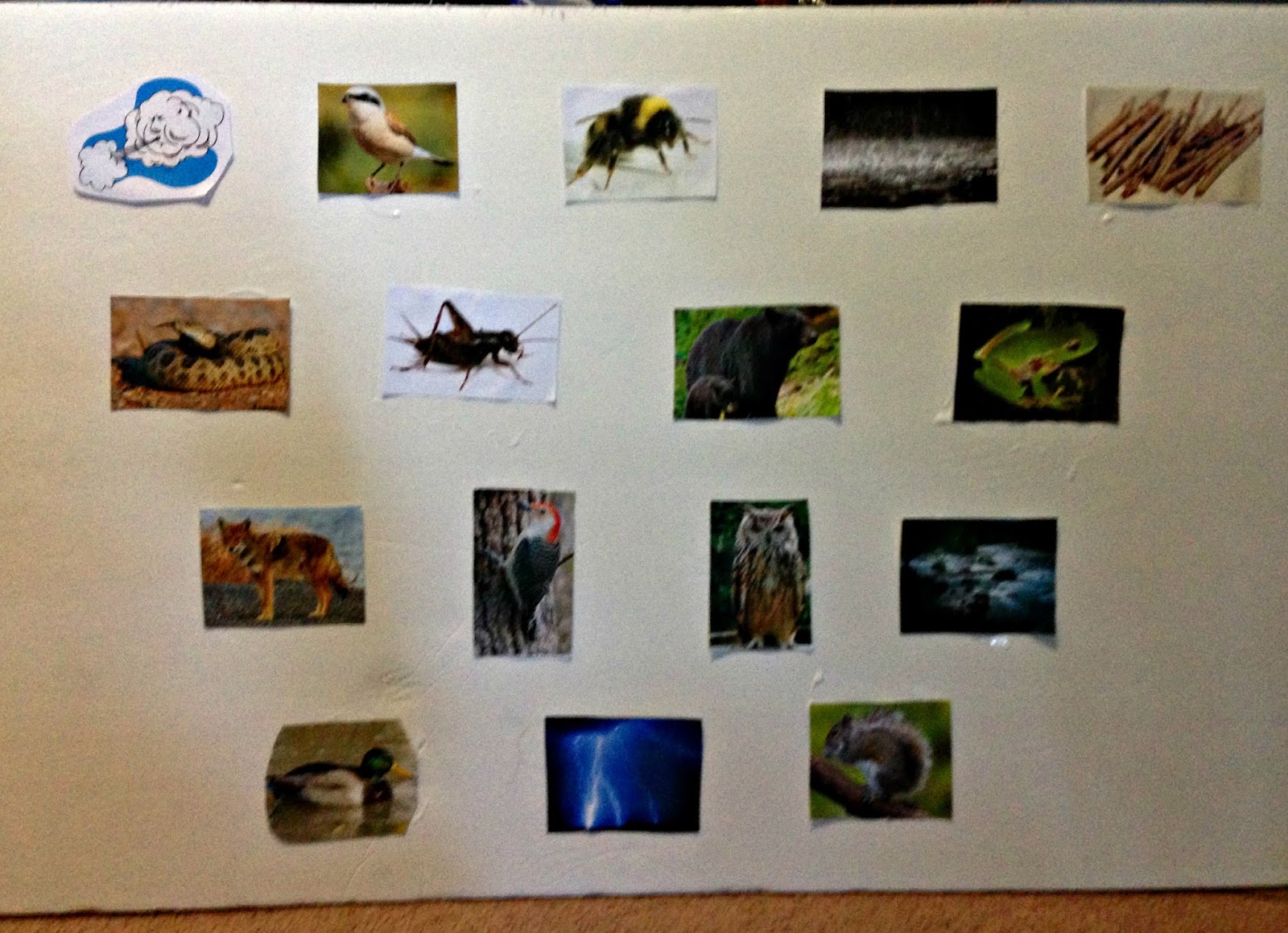 Miss Angel Gets Schooled Nature Sounds Guessing Game