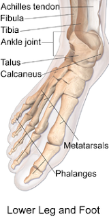 foot skeleton diagram
