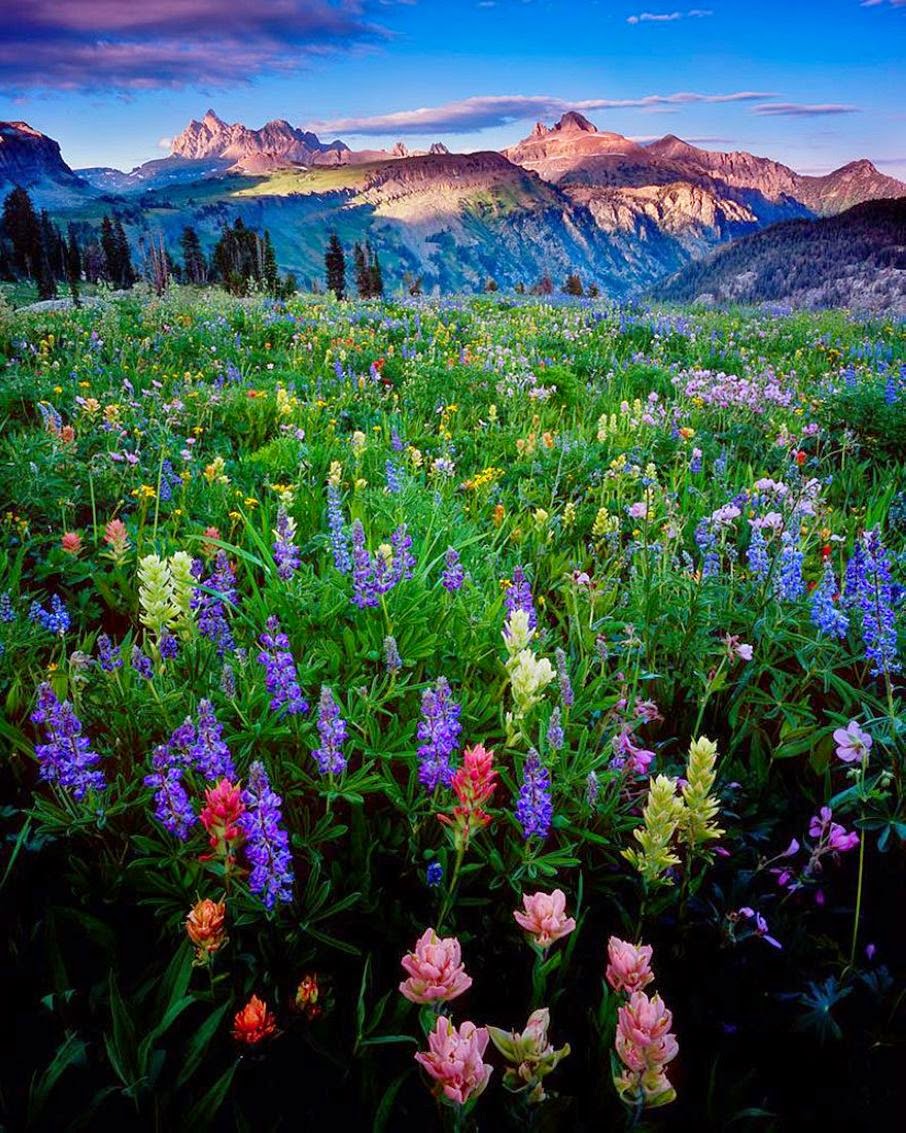 Flower nature. Гранд Титон национальный парк. Grand-Teton-National-Park-Wyoming. Гранд Титон цветы. Красота природы.