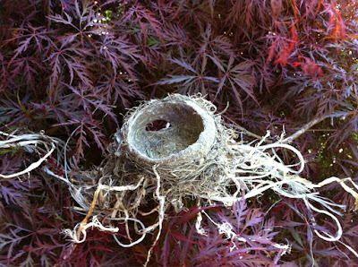 baby robin nest