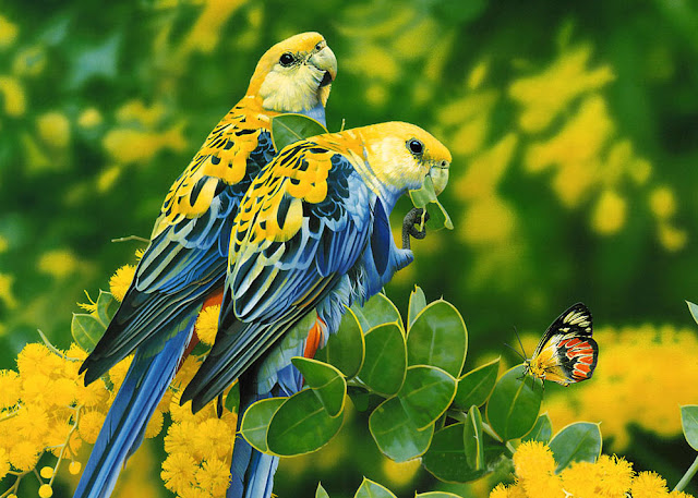 birds wallpaper free download,cute birds pictures,bird wallpaper hd, Birds Wallpaper