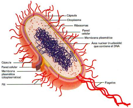parásitos bacterianos espirales heterotróficos parásitos bacterianos espirales heterotróficos