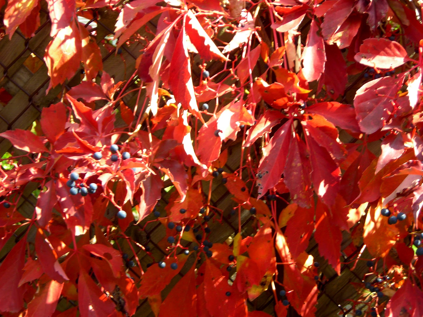 PM_Poet Writer ENGLEMAN IVY/VIRGINIA CREEPER VINE IN AUTUMN!