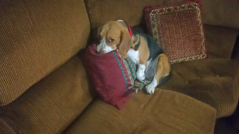 Dog Just Keeps Licking Dog Bed Dog Just Keeps Licking Dog Bed