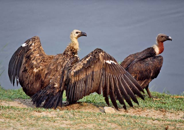 White-Rumped Vulture
Photograph © Andy and Gill Swash