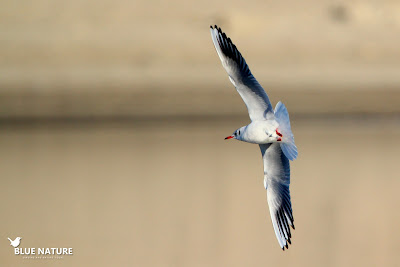 Gaviota reidora (Chroicocephalus ridibundus)