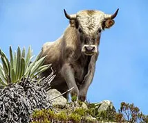 https://pixabay.com/photos/charolais-bull-cattle-sky-animal-109132/