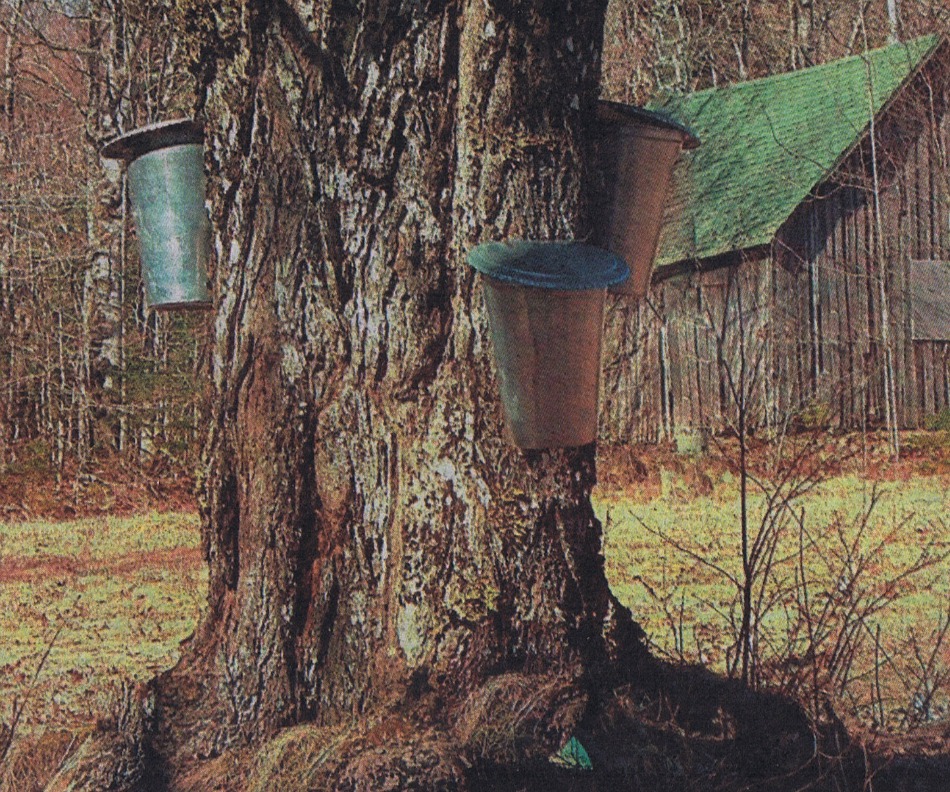 Retire from the usual in Liverpool, Nova Scotia Maple Syrup is Flowing