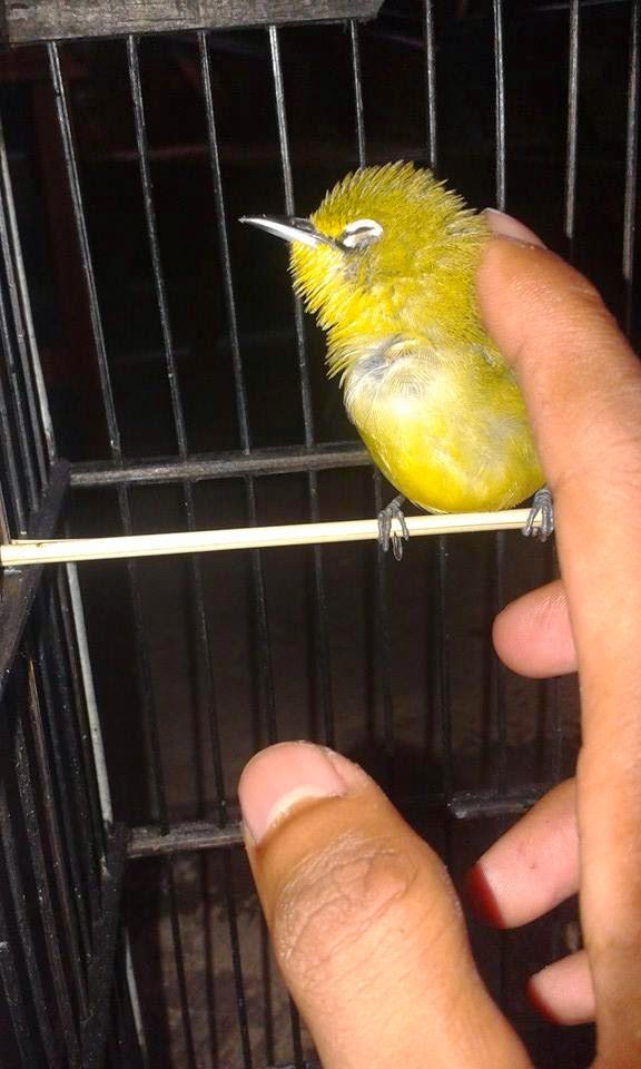 Cara menjinakkan Pleci Cara cepat menjinakkan pleci dengan cara terapi lidi
