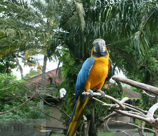  is i of pop subject common equally move destinations inwards  BaliTourismmap: Location Map of Bali Bird Park, Ubud for travelers