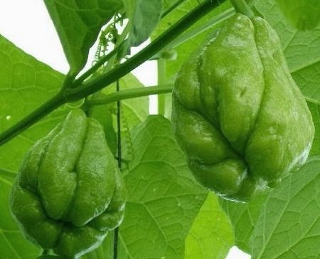 SAYUR ASEM ORANG JAWA TEMPATAN ~ FauziahSamad.com