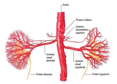 Arteria Renal