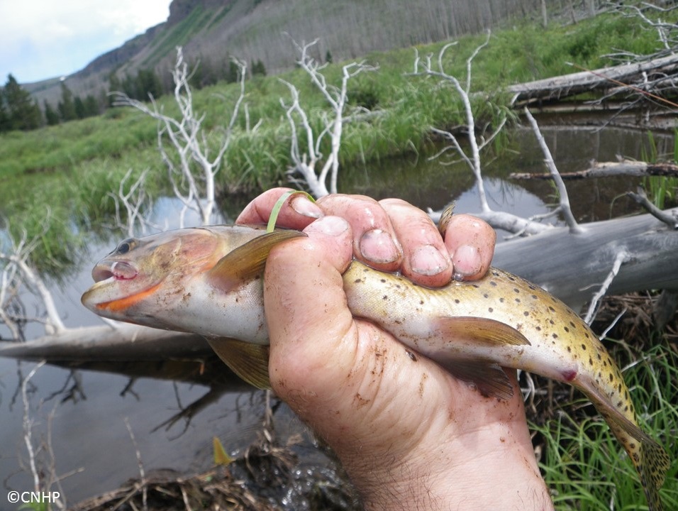 CNHP Blog Catching Colorado River Cutthroat Trout Near Trapper's Lake