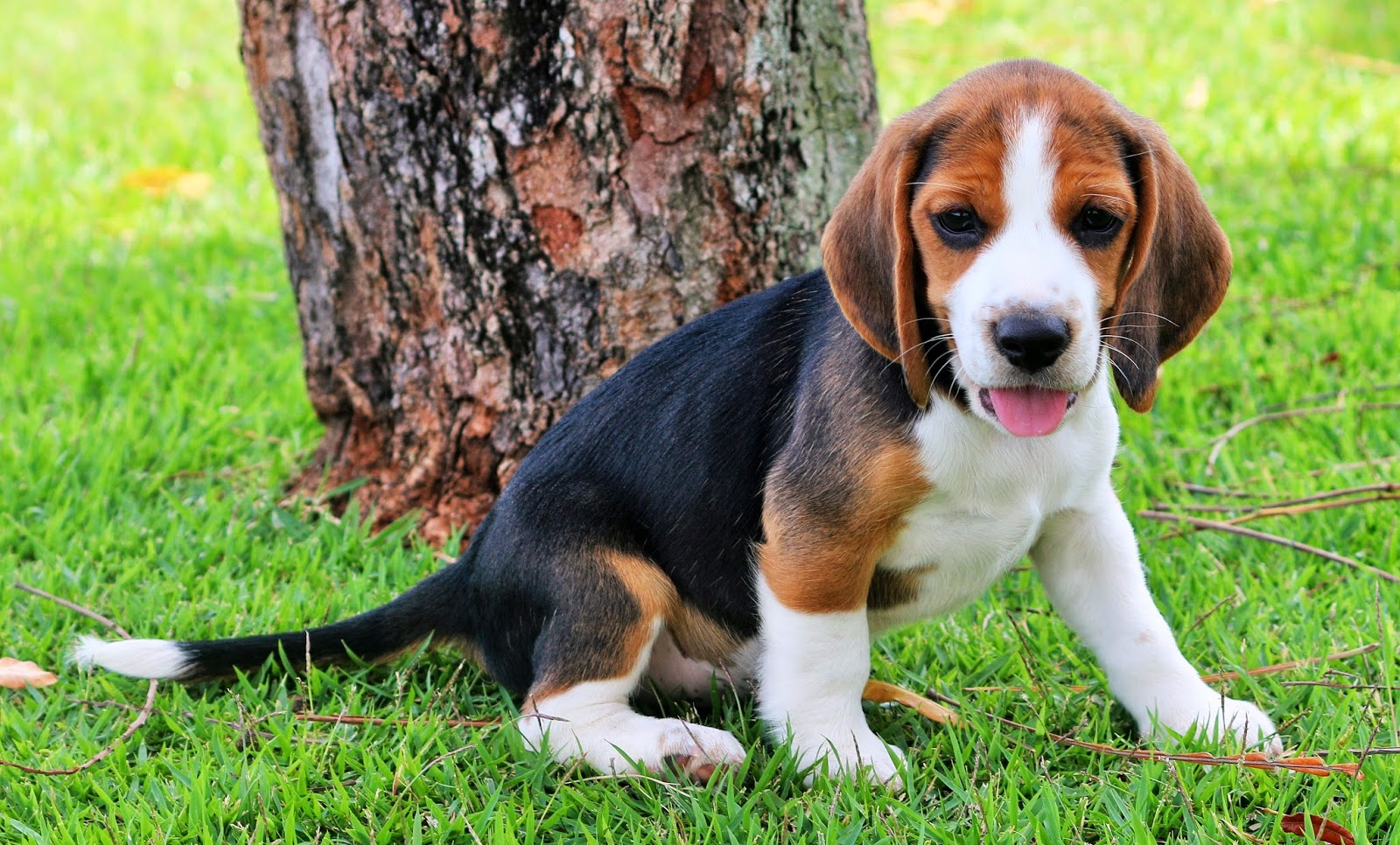 TIBETIN SPANIEL HAWAII BY BRITTANY BEAGLE PUPPIES 2 MALES LEFT