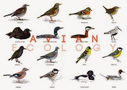 birds english vocabulary
