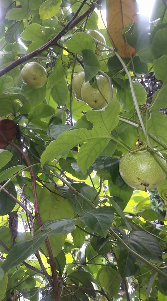 buah kalangkala belum masak di pohon