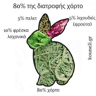 what should i feed my rabbit