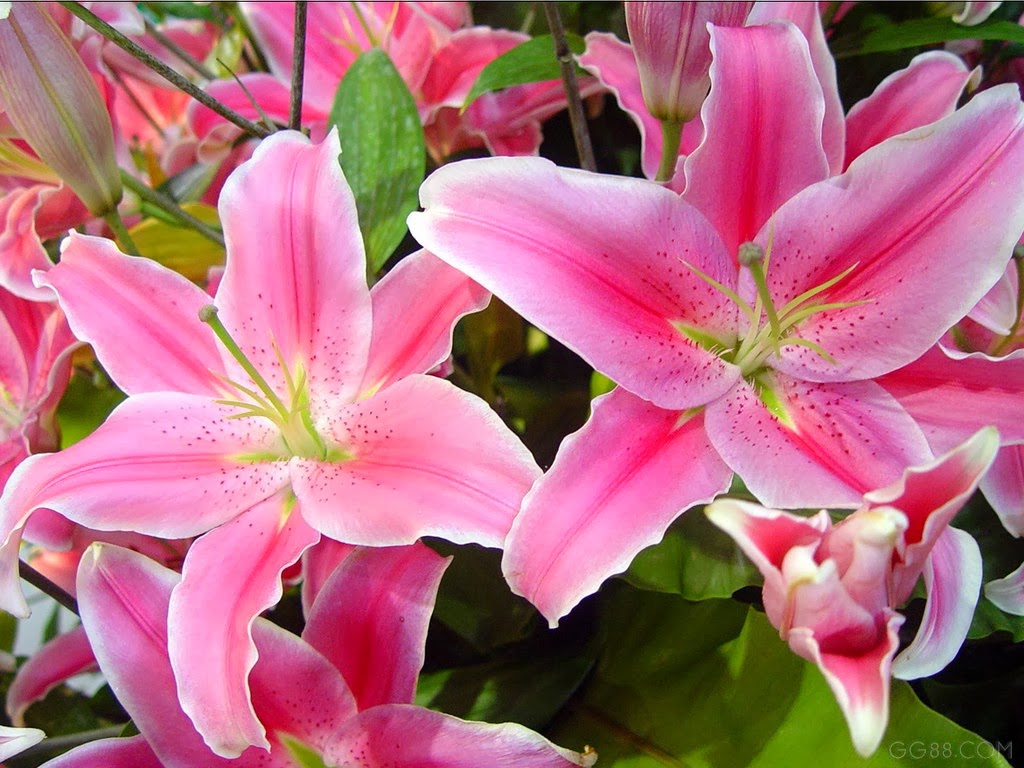  Gambar  Bunga  Lily  Pink Topik Pedia