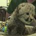 Νεογέννητο Cheetah υιοθετήθηκε