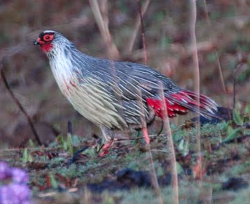 Blood Pheasant. Blood Pheasant.