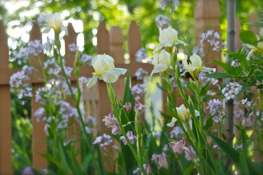 Wife, Mother, Gardener Iris Combinations for May