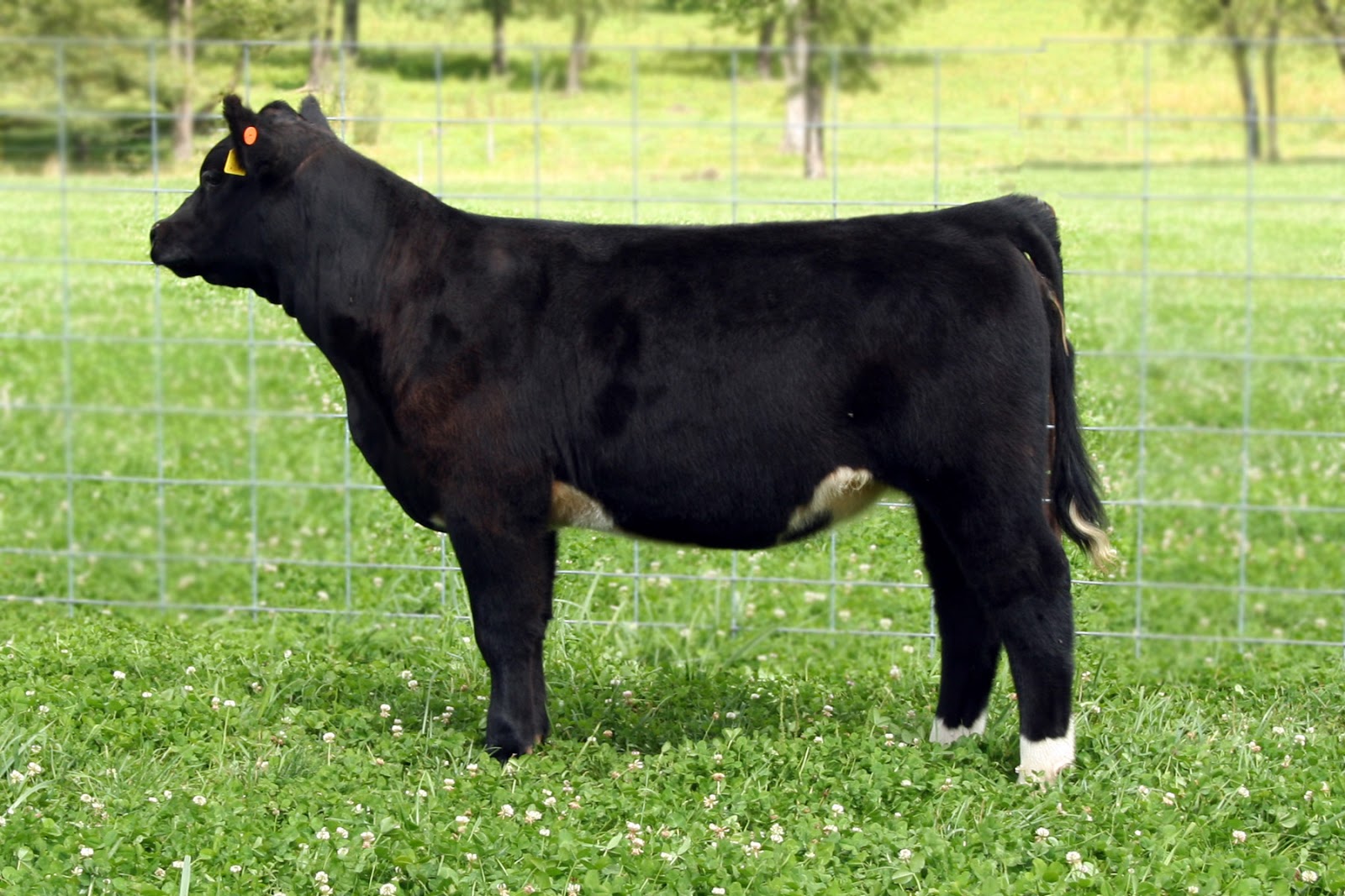 Trausch Farms Sunrise Club Calves Sale Pics