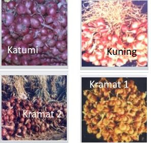 gambar bibit bawang jenis bibit bawang deptan varietas unggul