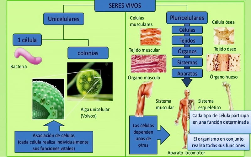 que son los organismos unicelulares seres vivos que son los organismos unicelulares seres vivos