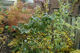 Rudbeckia and doublefile viburnum in autumn by garden muses: a Toronto gardening blog