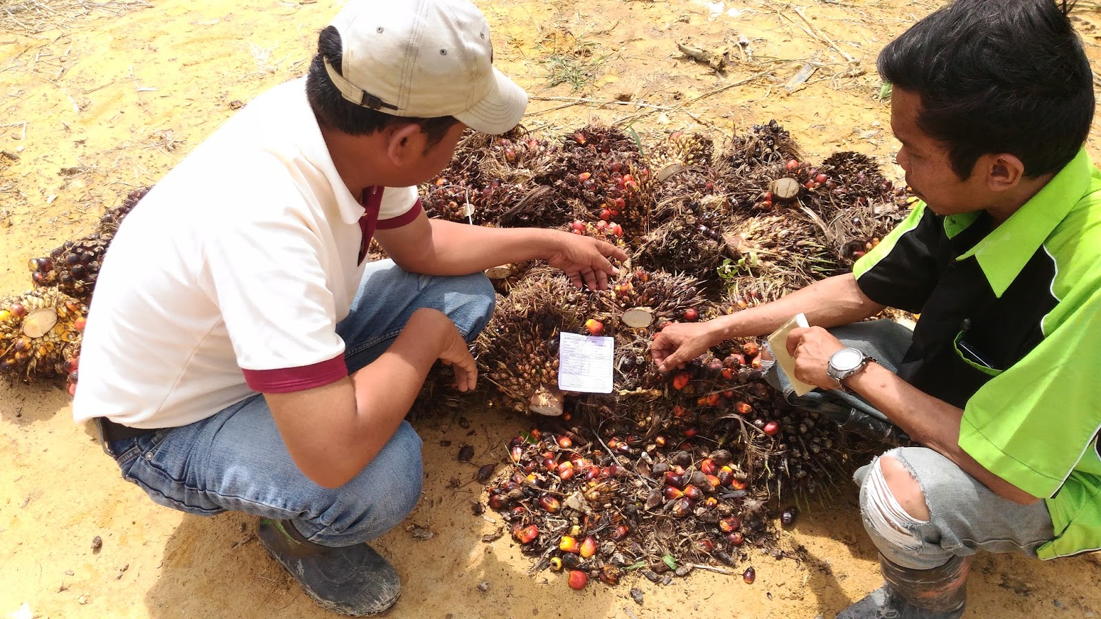 Budidaya Kelapa Sawit Tugas Mandor Panen