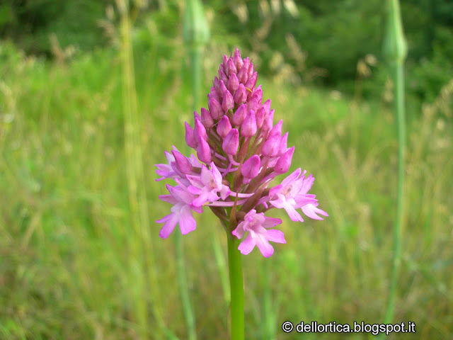 fattoria didattica orchidea rose orto ortica savigno bologna valsamoggia zocca