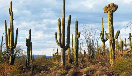 Cara Tumbuhan Menyesuaikan Diri Terhadap Lingkungan