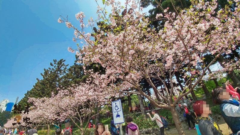 中正紀念堂櫻花花況3月28日拍攝|中正紀念堂賞櫻地圖|原生櫻花區-大漁櫻-山櫻花-重瓣緋寒櫻