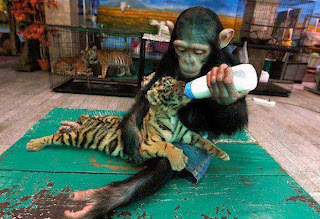 animals help each other