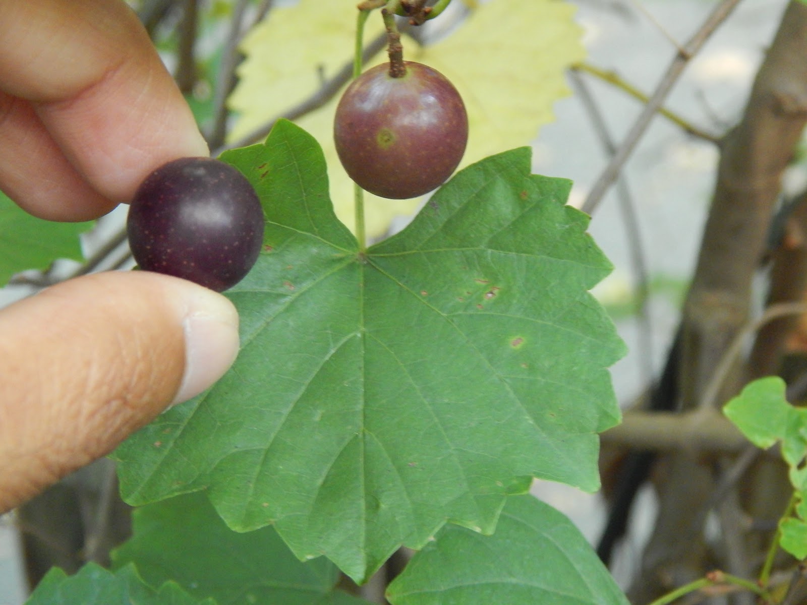 Capital Naturalist by Alonso Abugattas Wild Grapes