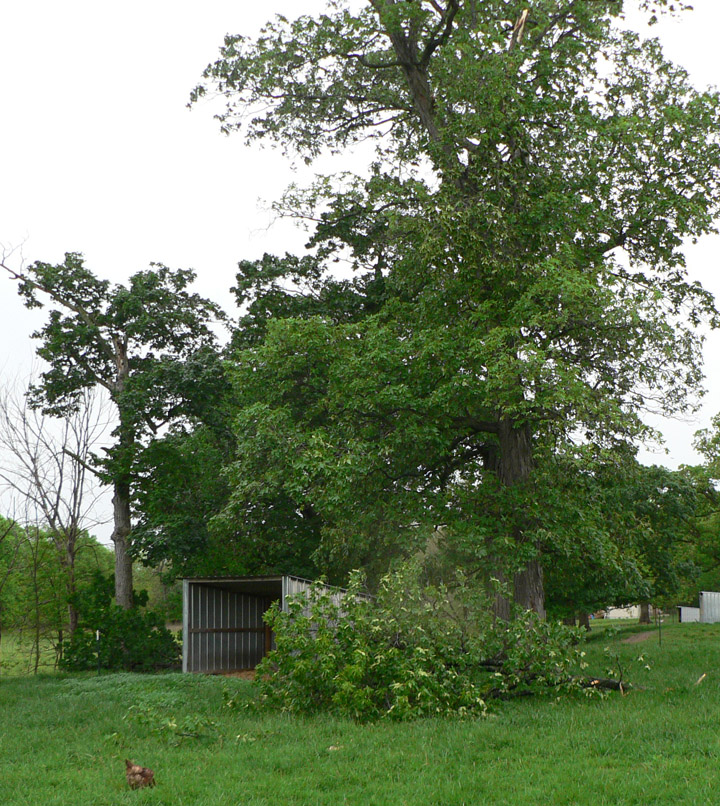 Antiquity Oaks: Hurricane in Illinois?