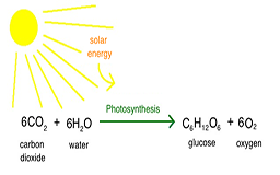 Reaksi fotosintesis